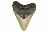 Massive, Fossil Megalodon Tooth - North Carolina #164902-1